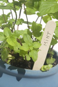 396122-potted-mint